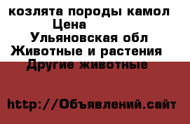 козлята породы камол › Цена ­ 1 500 - Ульяновская обл. Животные и растения » Другие животные   